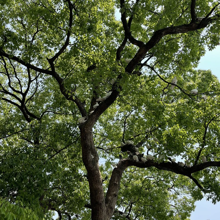 阳光里的一棵大树，枝上停着白色的鸟